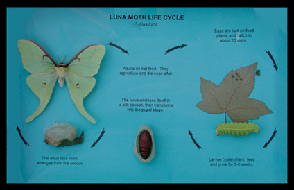 luna moth life cycle