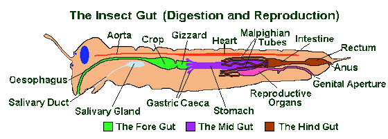 Digestion - Luna Moth respiratory pathway diagram 